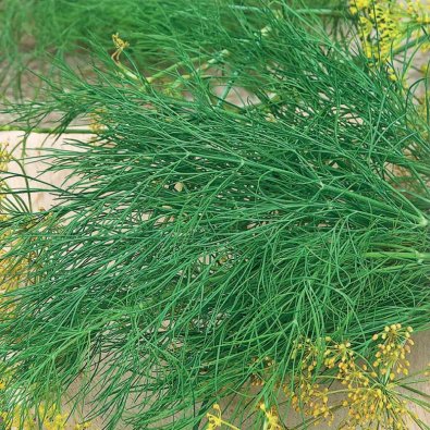 Dill 'Como'