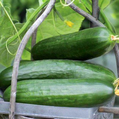 Cucumber 'Picolino'F1
