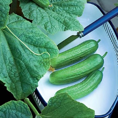 Potted Cucumber 'Baby' F1