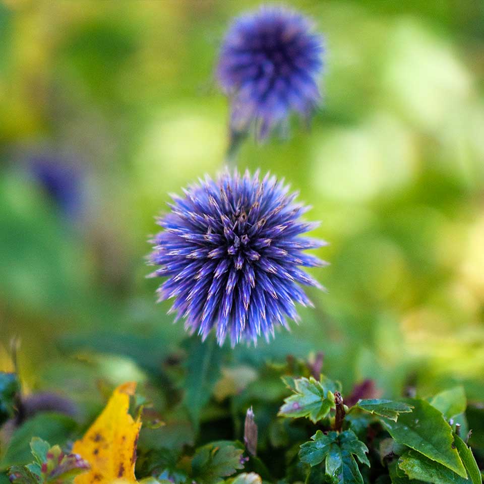 Globe thistle